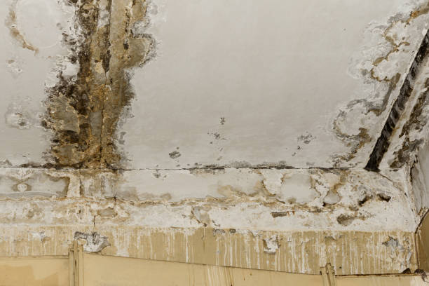 Best Residential Mold Inspection & Testing  in Holmen, WI